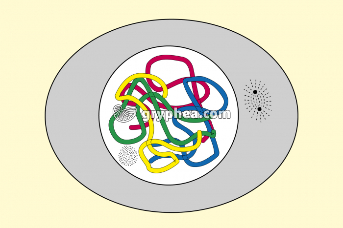Mitose animale - Prophase (début) - gryphea.com
